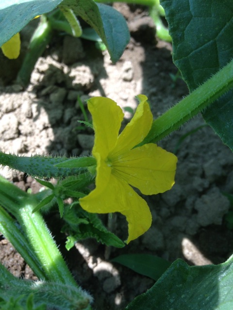 IMG_1047.jpeg