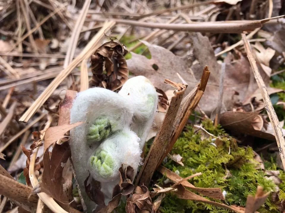 when babies are born.jpeg