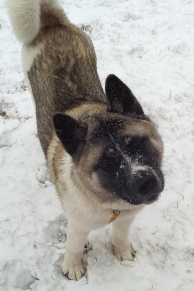 Layla, the un-akita-like American Akita.