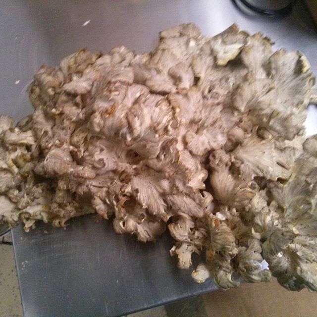 Some of my bounty from this mornings foraging. #maitake