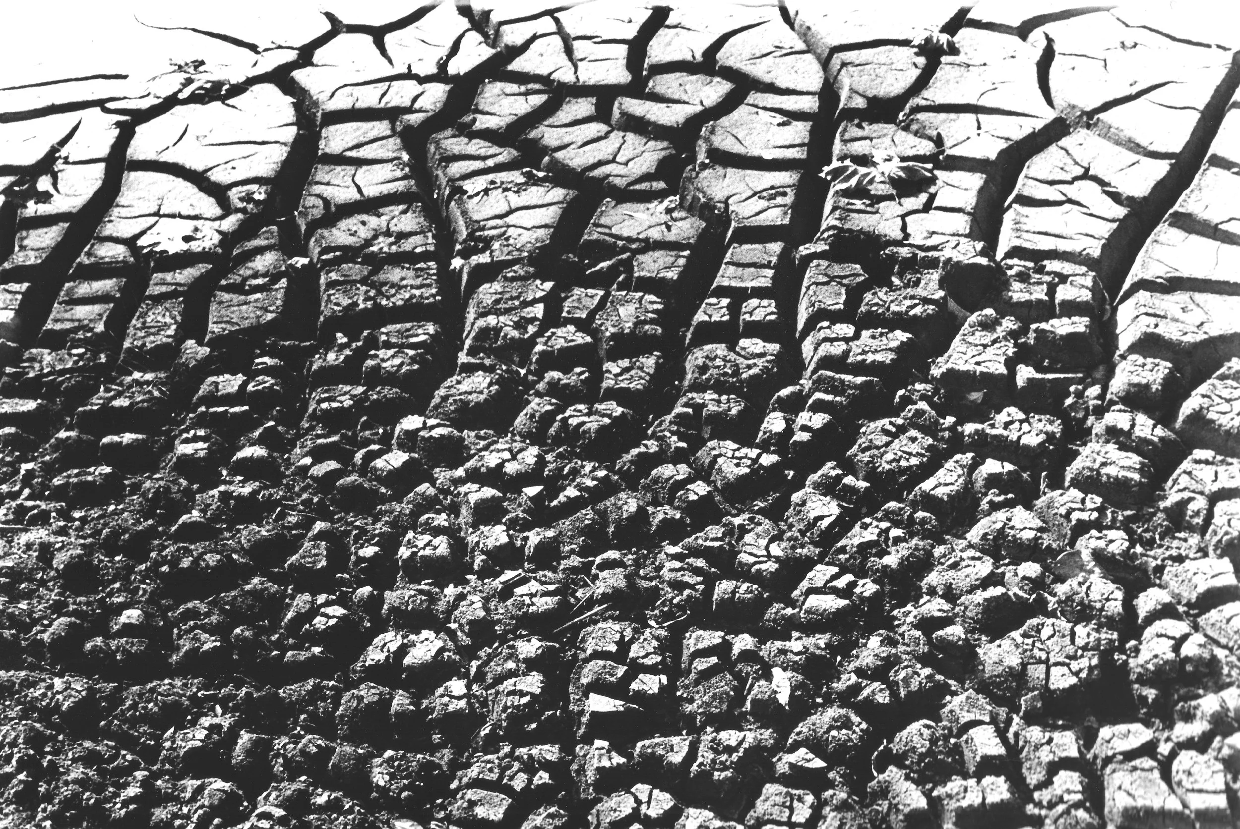 Mud Web