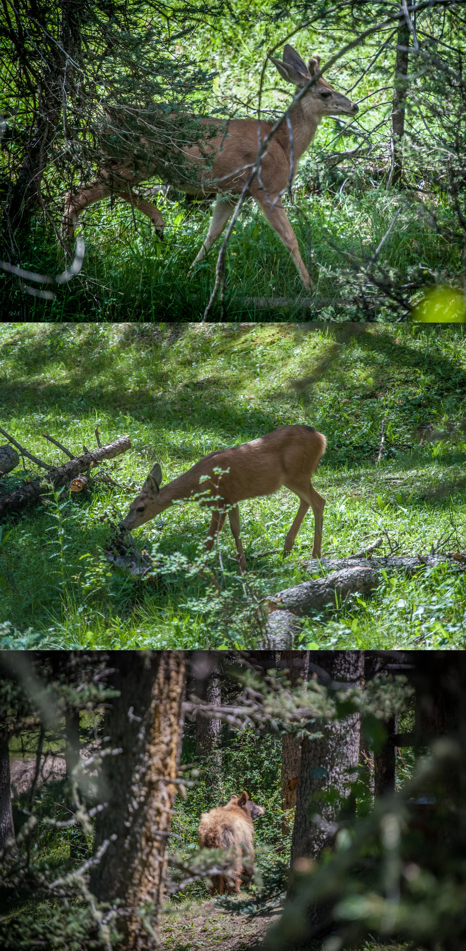 Photos by Steve Burkett , wildlife provided by The Carson National Forest .