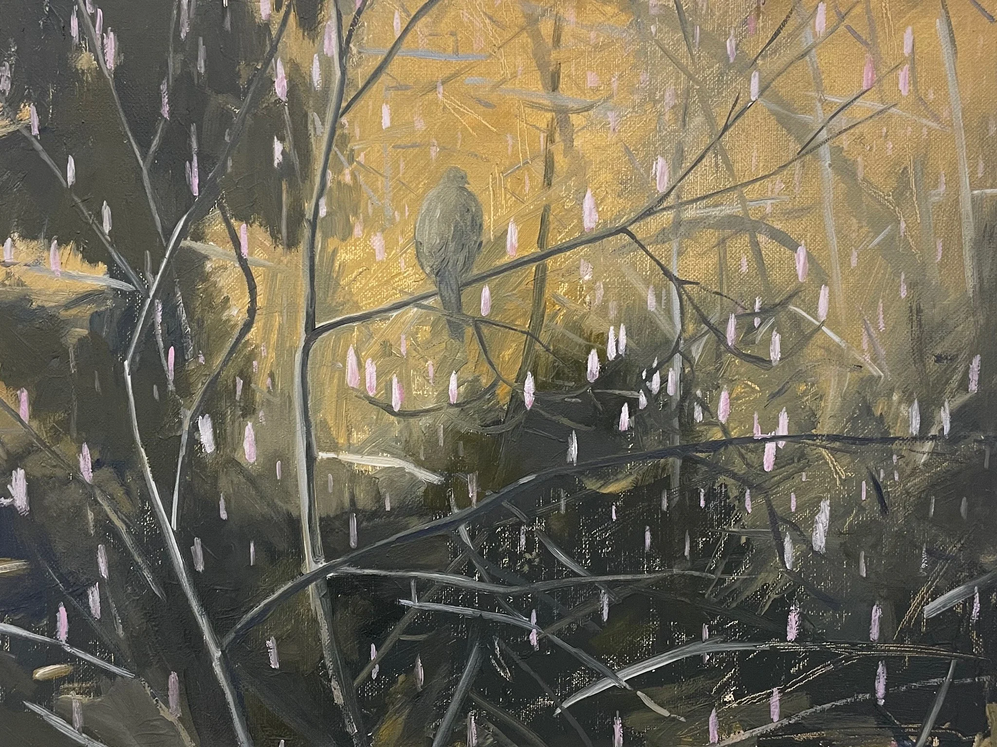 Mourning Dove, April 2025