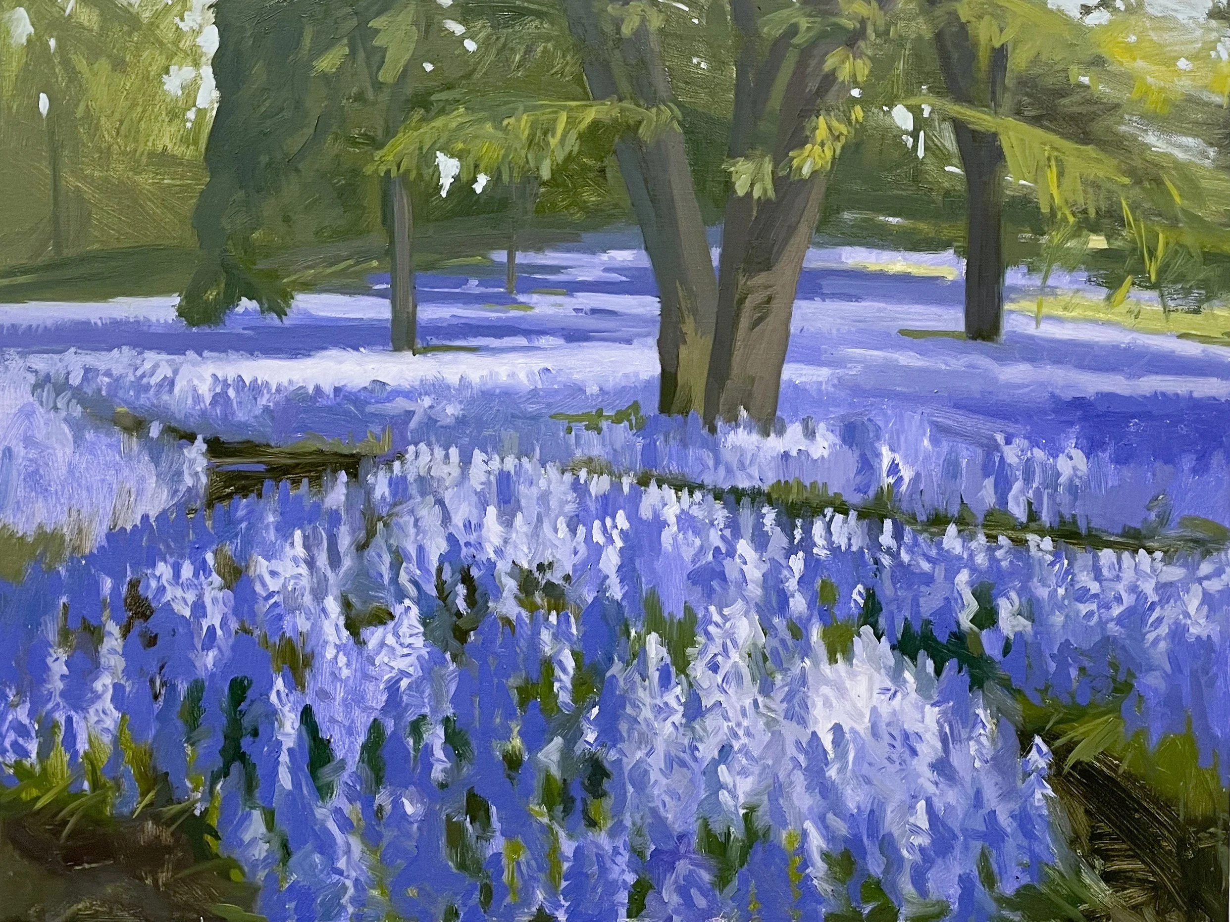 Bluebells, May 2025