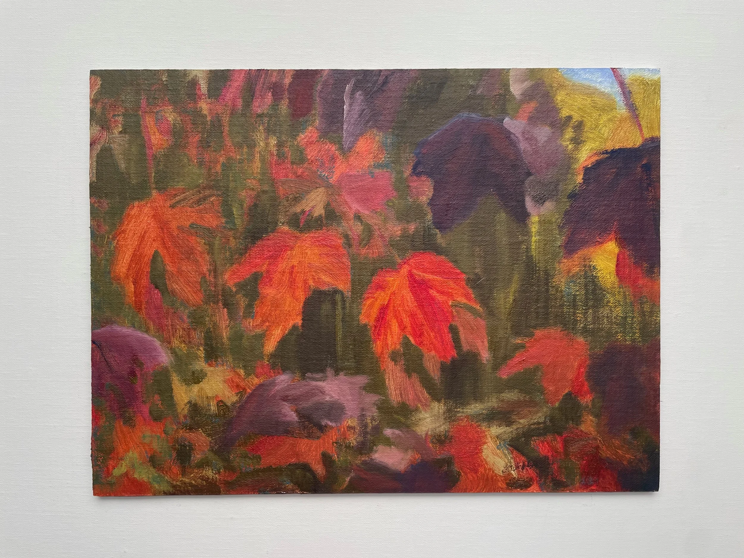 Sugar Maple, October 2024