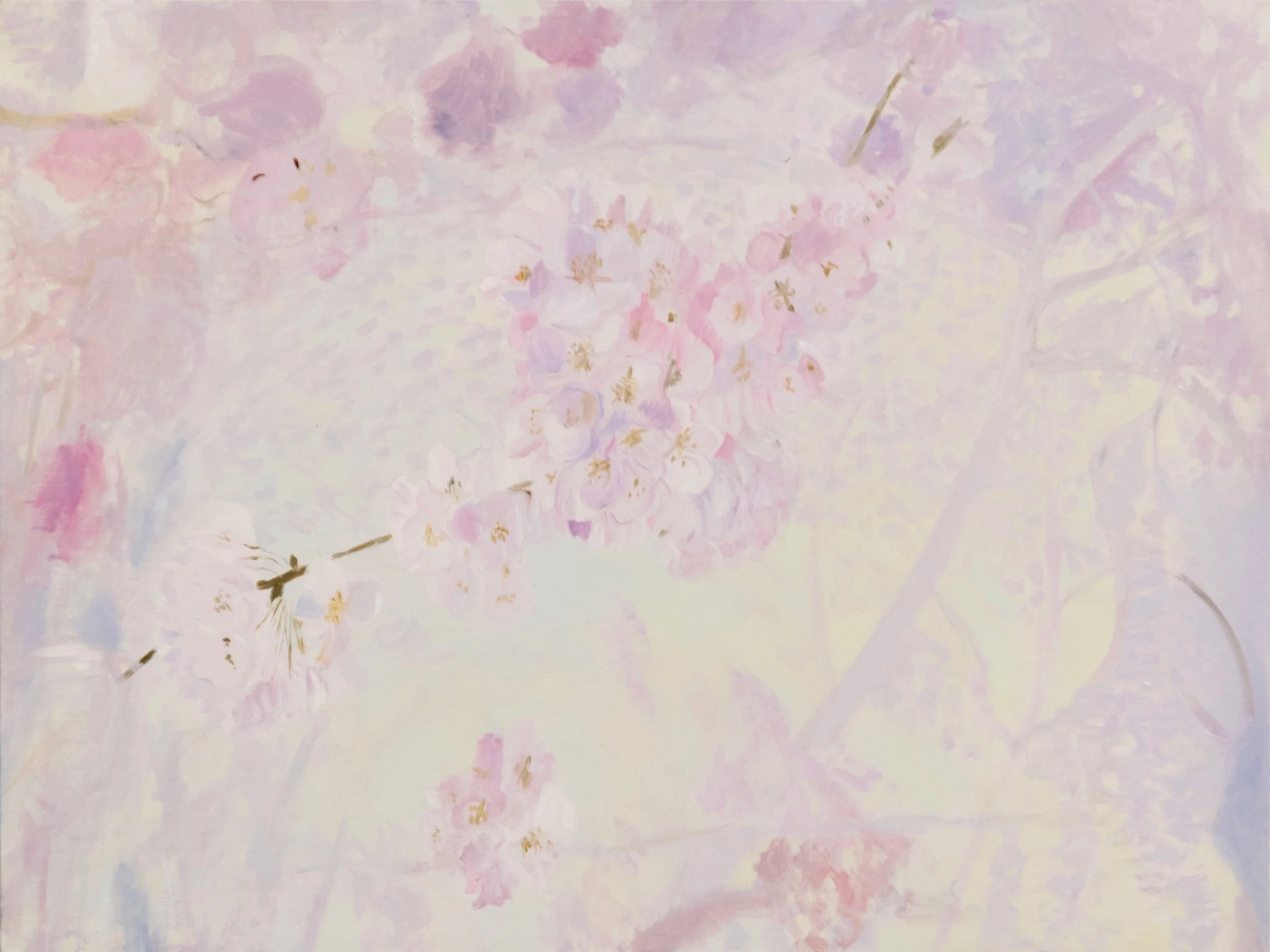 Cherry Blossom Fog