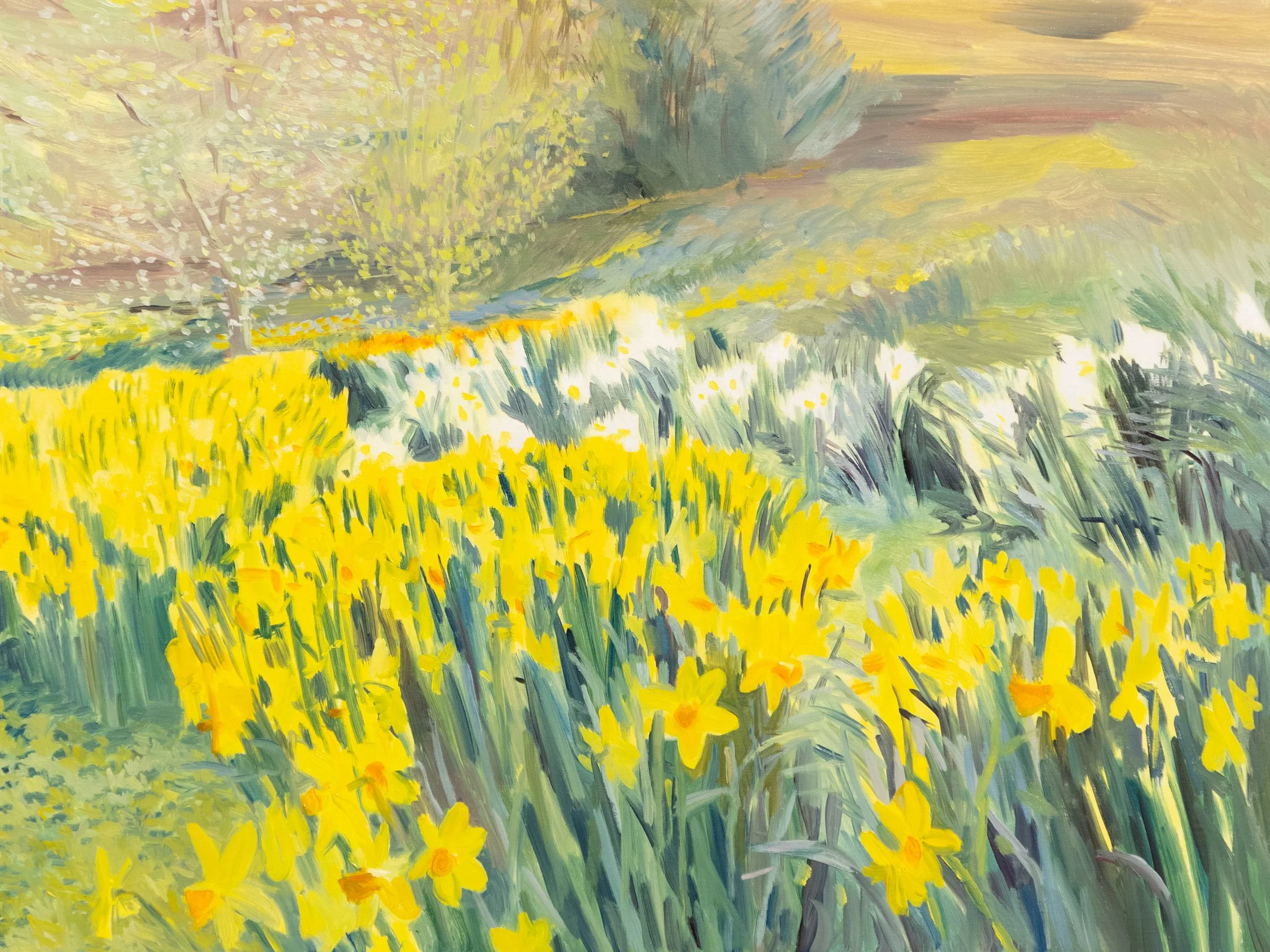 Daffodils
