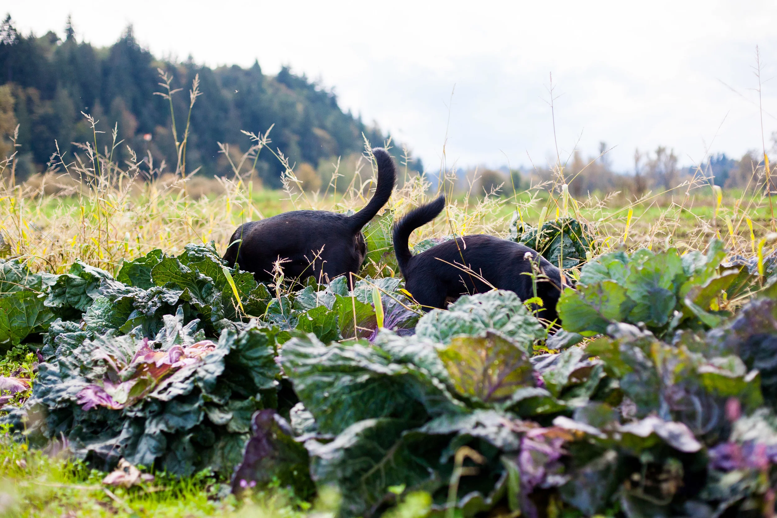 visual storytelling from the farm
