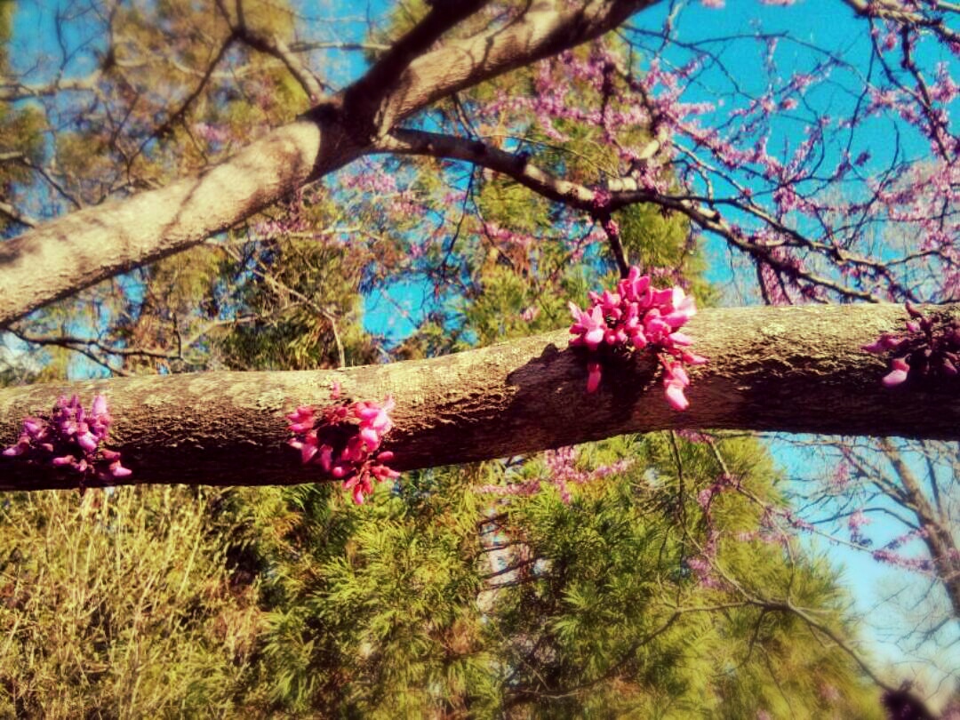 Redbud's