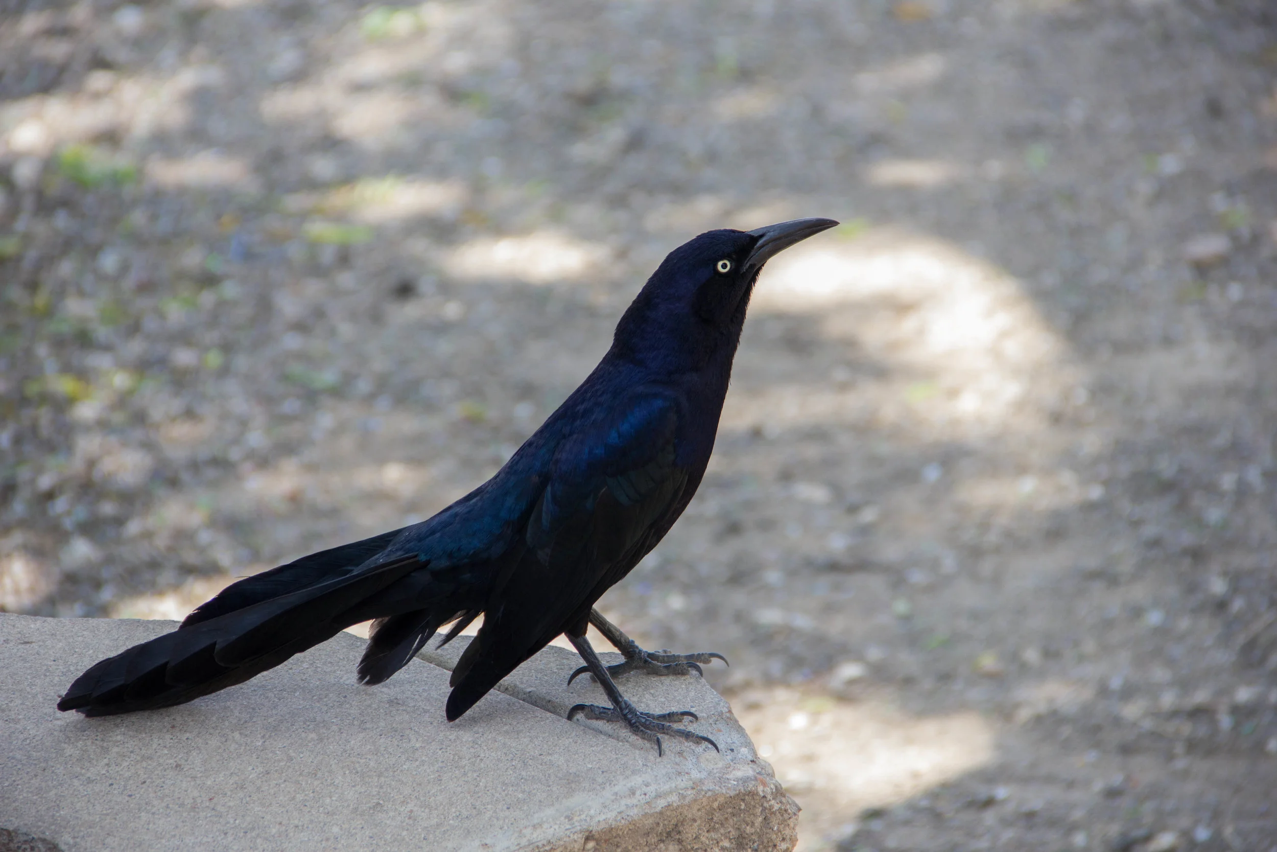 Suddenly, a wild grackle appeared!