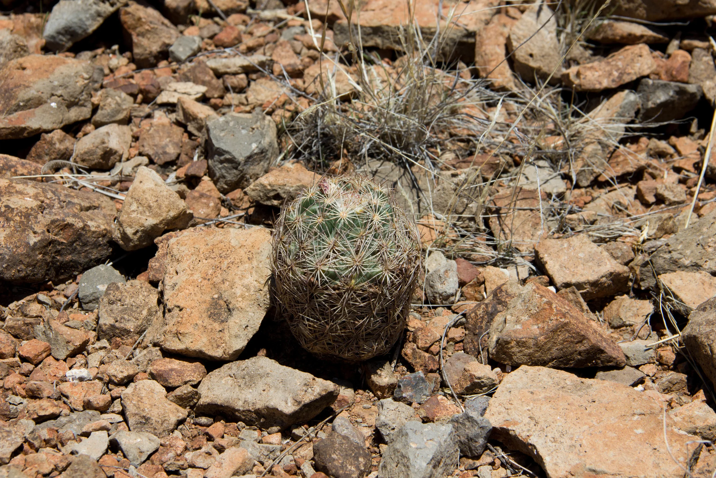 The one cactus we found that wasn't "hanging on"
