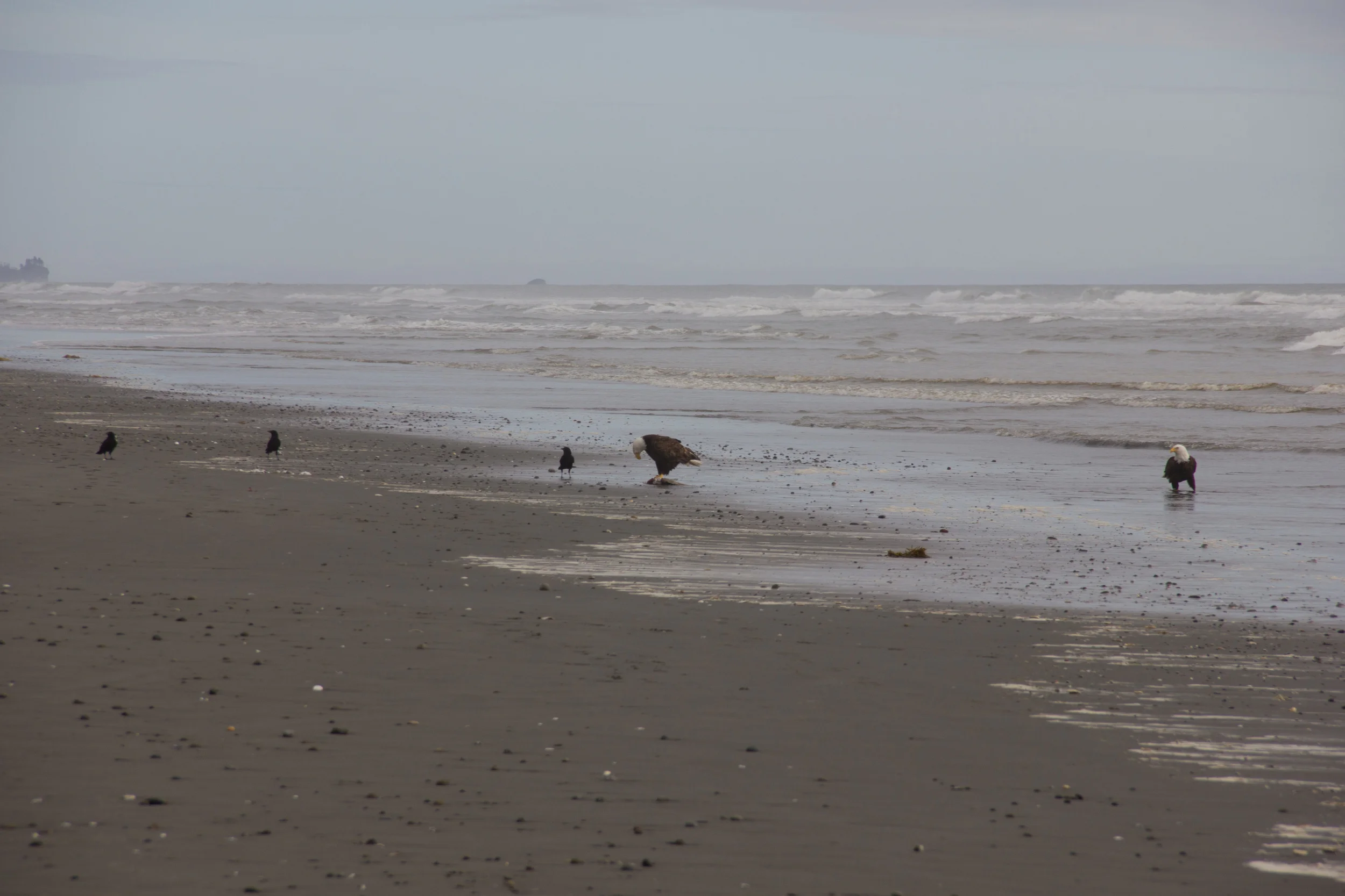 Mmmm, seagull!