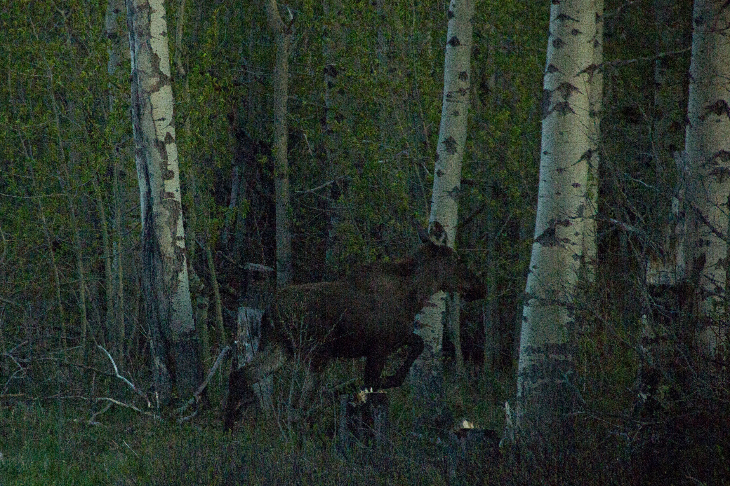 If a moose runs you over and no one is around to hear it...