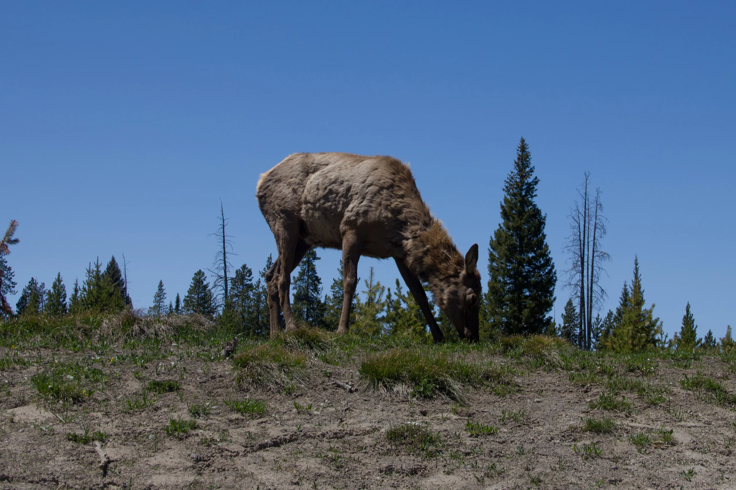Elk end