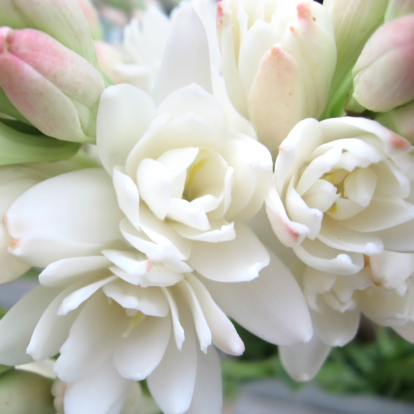 White_Double_Tuberose.SHUT_1400x.jpg