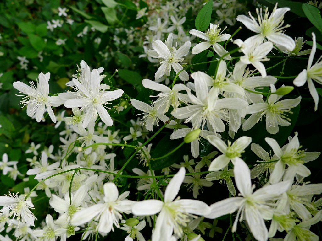 Clematis_paniculata_(8041236113).jpg