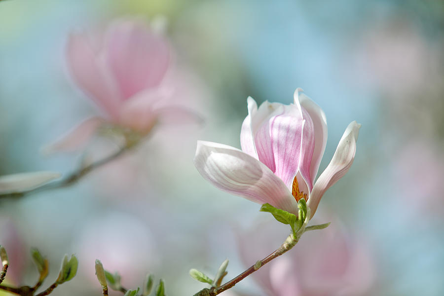17-magnolia-flowers-nailia-schwarz.jpg