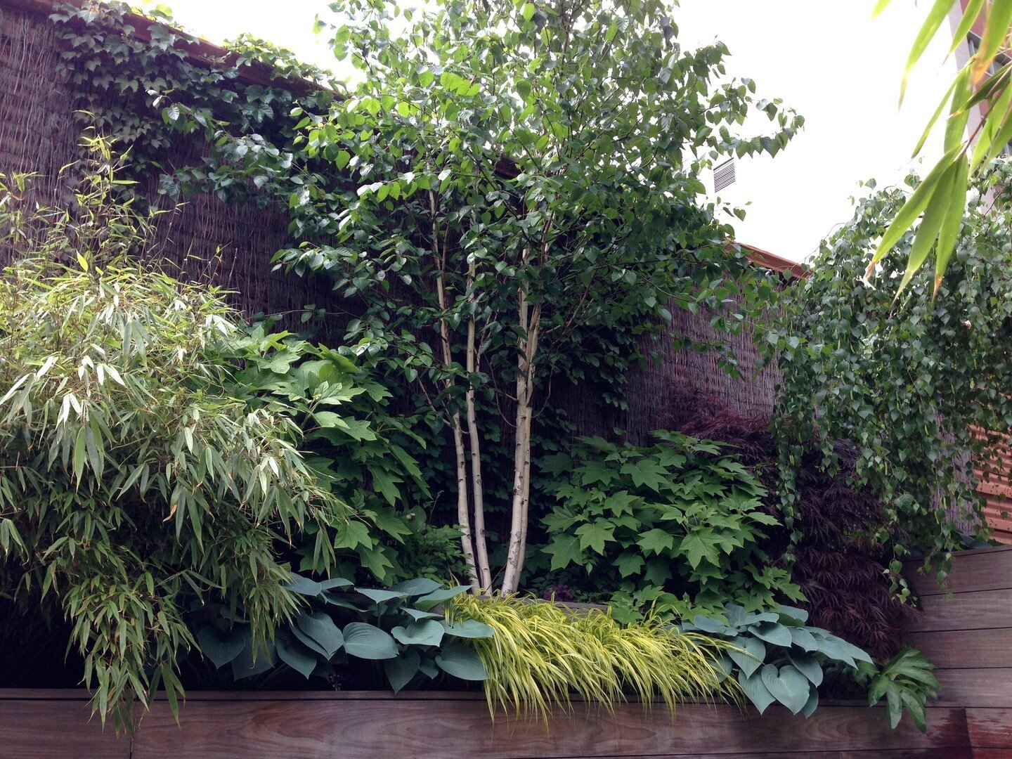 Bringing greenery to urban spaces like this rooftop garden is always rewarding -and sometimes feels more purposeful than designing spaces outside of the city.  This client, like most, wanted  to create a place to escape the hustle and bustle and conc