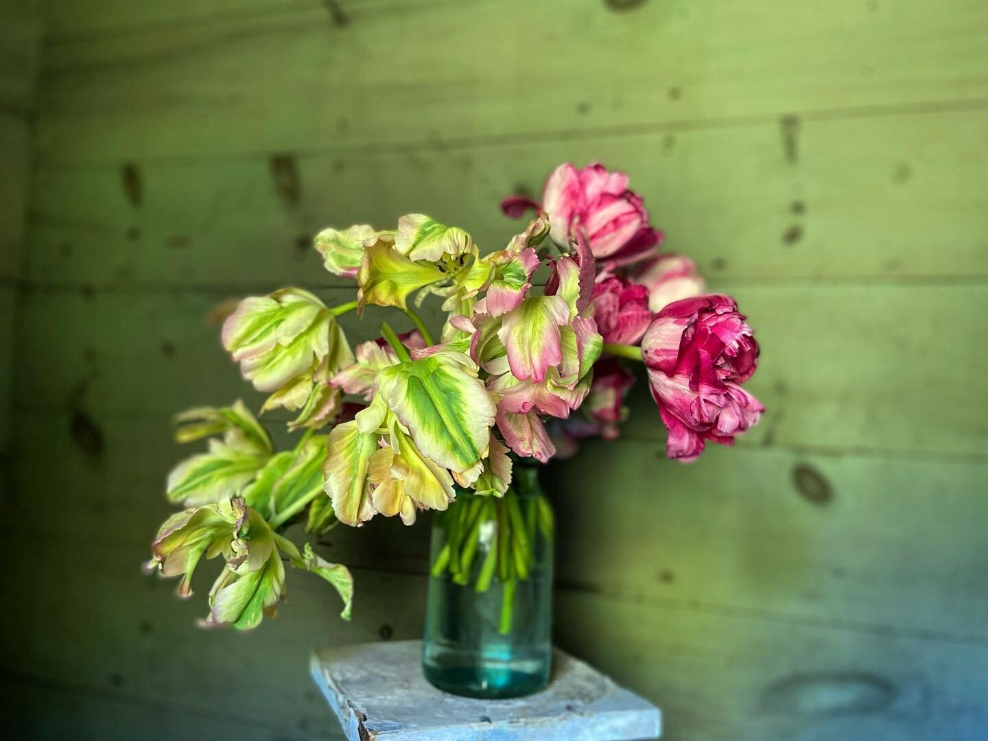 When you come home after three days of hard flowering, insisting you will never touch a flower again, and you find a vase of exploded tulips and fall in love all over again&hellip;

#tulips #mothersdayflowers #parrottulips #fieldgrownflowers #fieldto