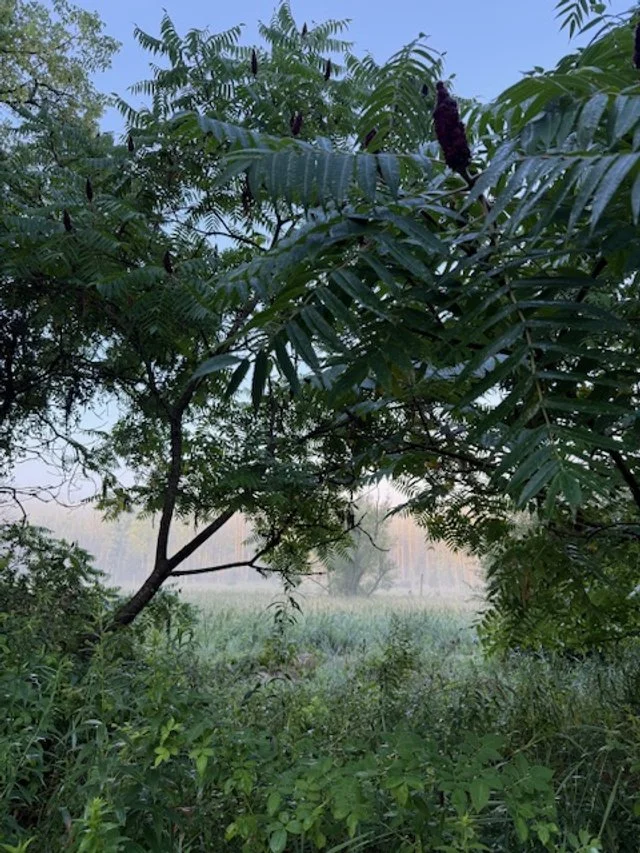 Finger Lakes Wetlands
