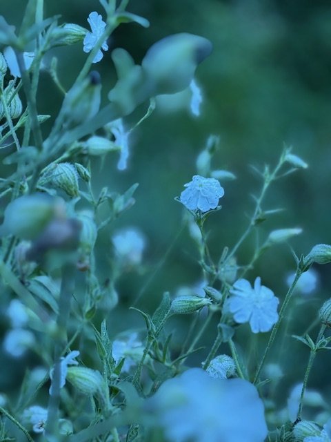 Saponaria