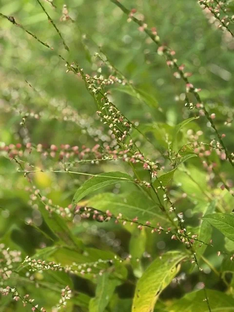 Persicaria