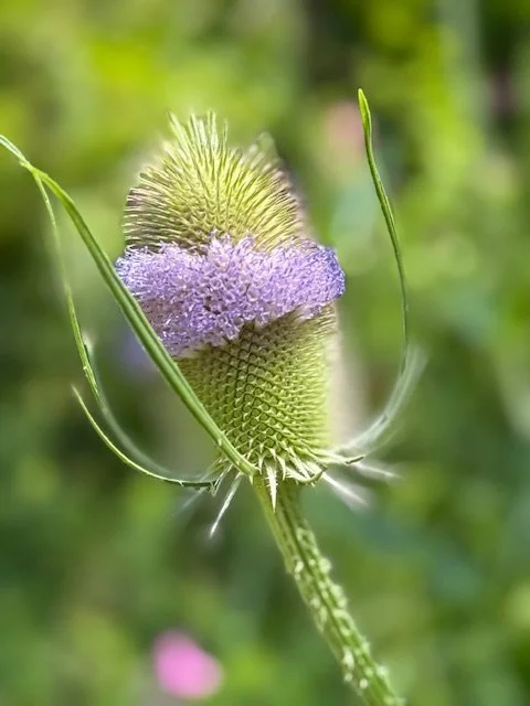 Bull Thistle