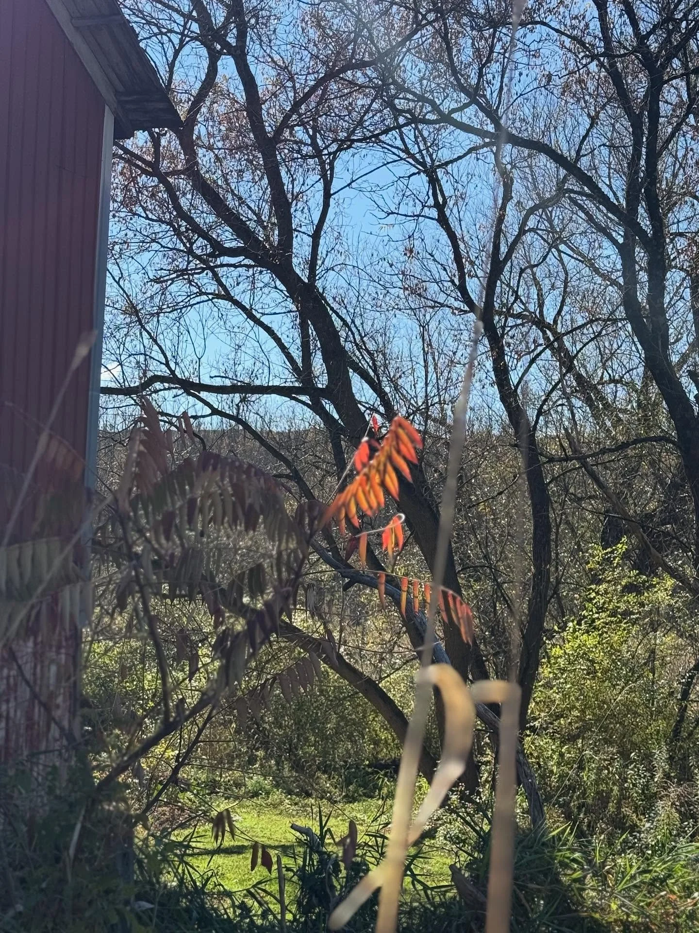 Recent light and color fixes from autumn upstate

#autumninnewyork #fallwedding #fallfoliage #fallflowers #upstate #upstatewedding #fingerlakeswedding #flxoutdoors #leafpeeping #autumnlight