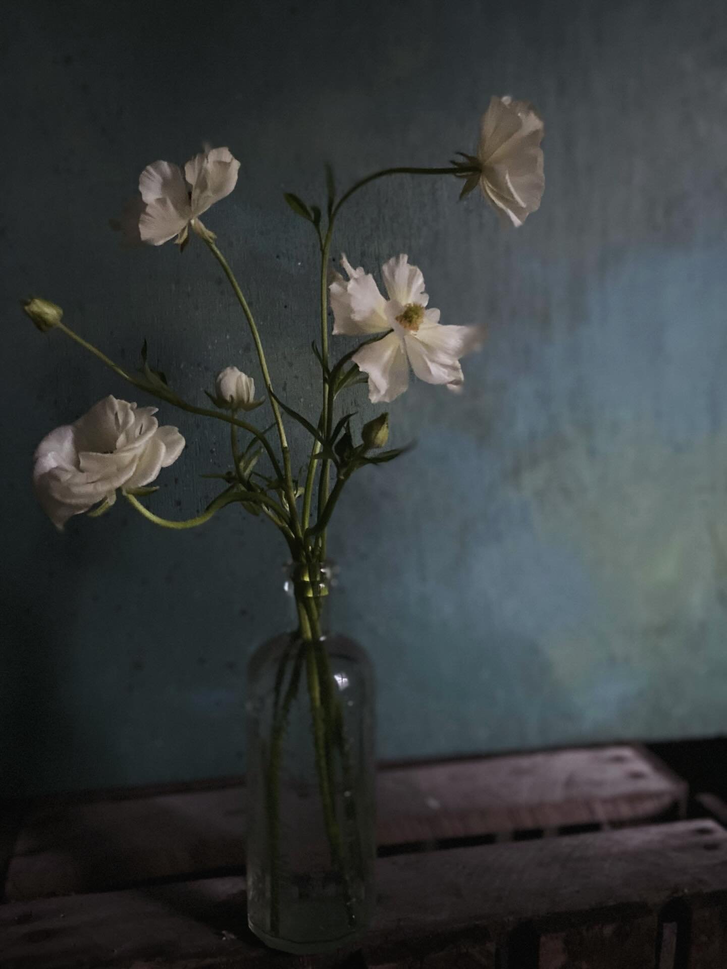 As a new year palette cleanser - and for a little hope - some of my favorite, if quiet, white moments of the year from field, studio and home.

#inspiredbynature #newyear #hope #iloveflowers #floralinspo