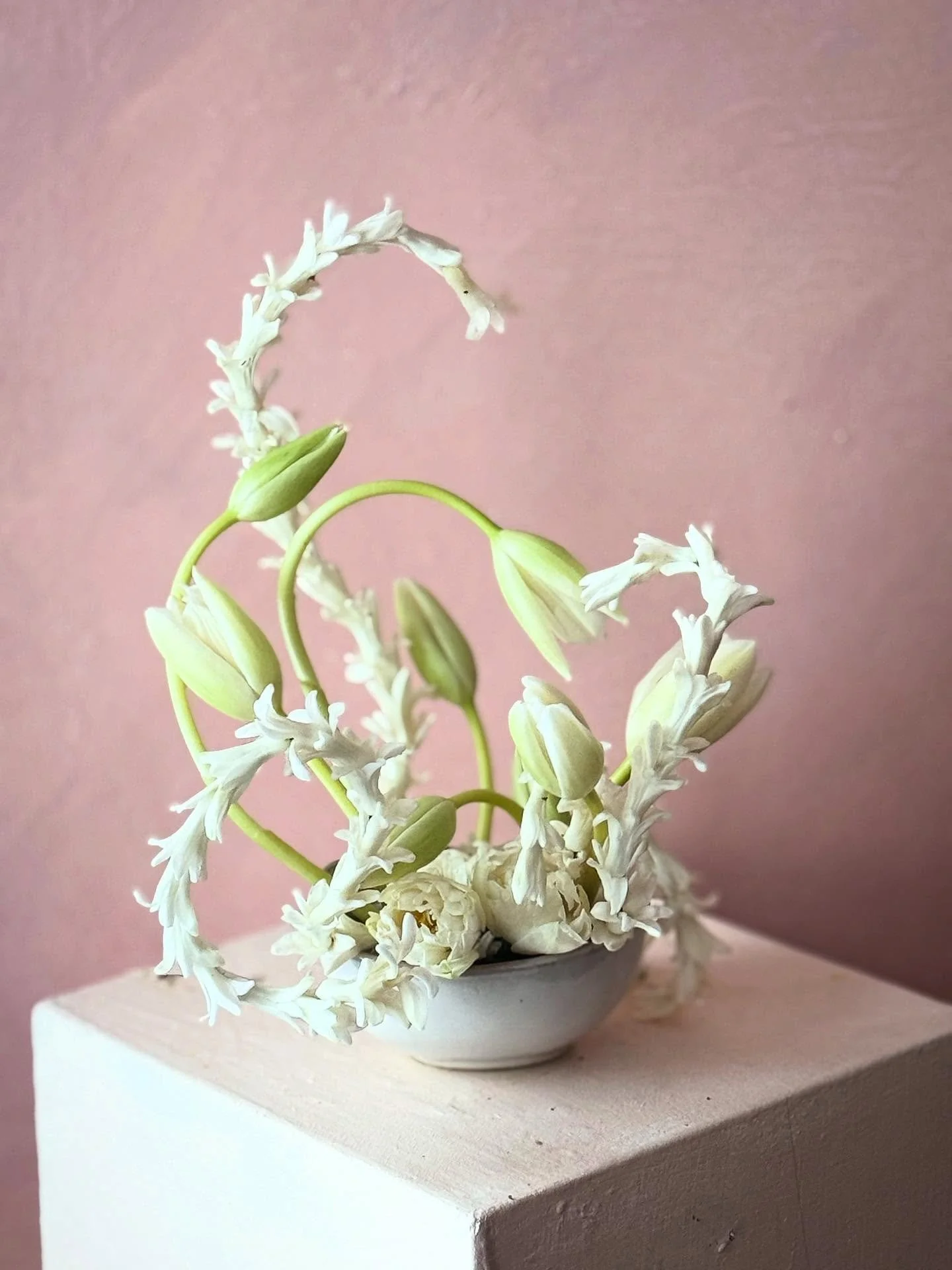 Love is complicated.

#love #valentinesday #weirdflowers #springflowers #forcedflowers