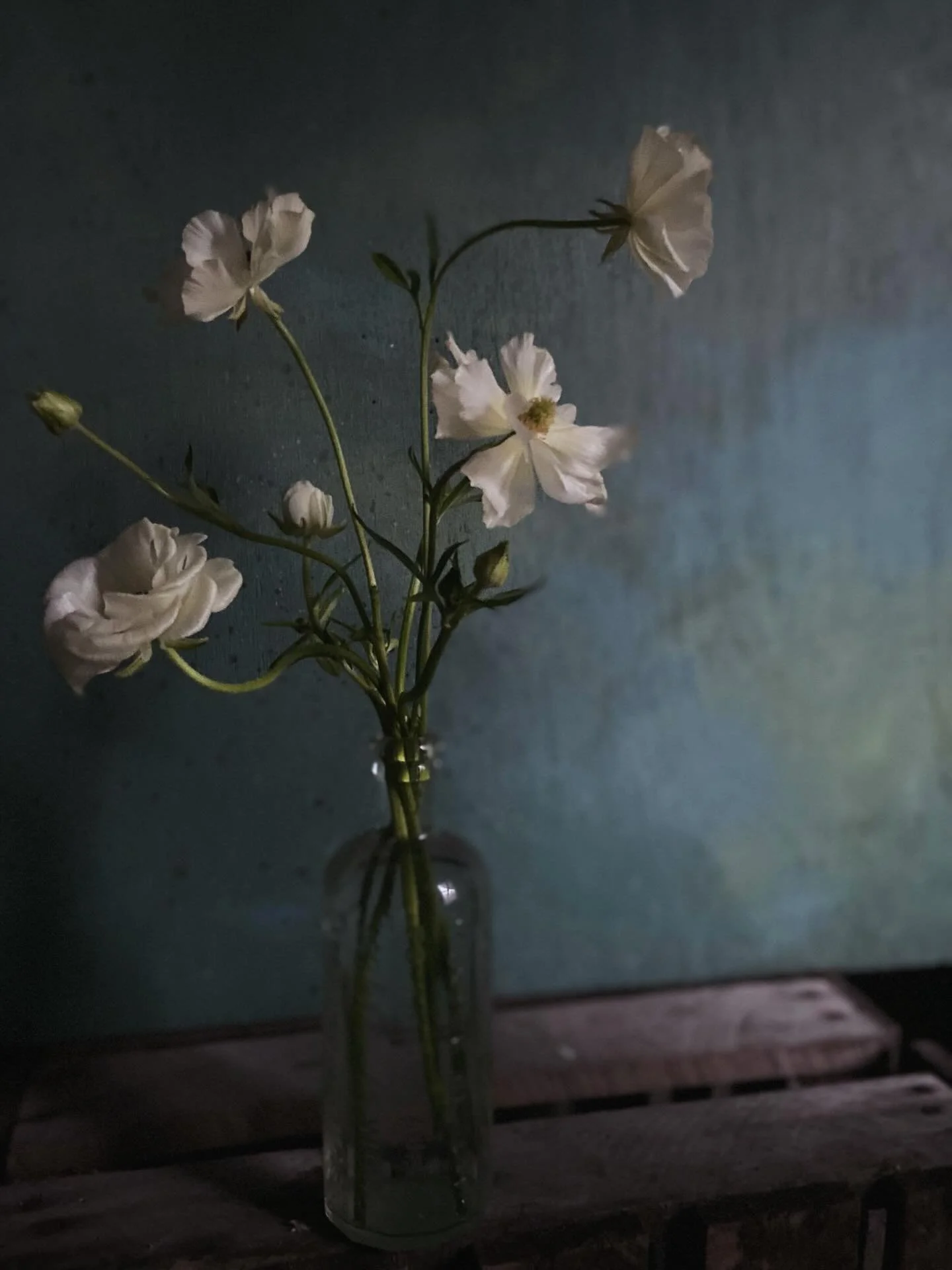 As a new year palette cleanser - and for a little hope - some of my favorite, if quiet, white moments of the year from field, studio and home.

#inspiredbynature #newyear #hope #iloveflowers #floralinspo
