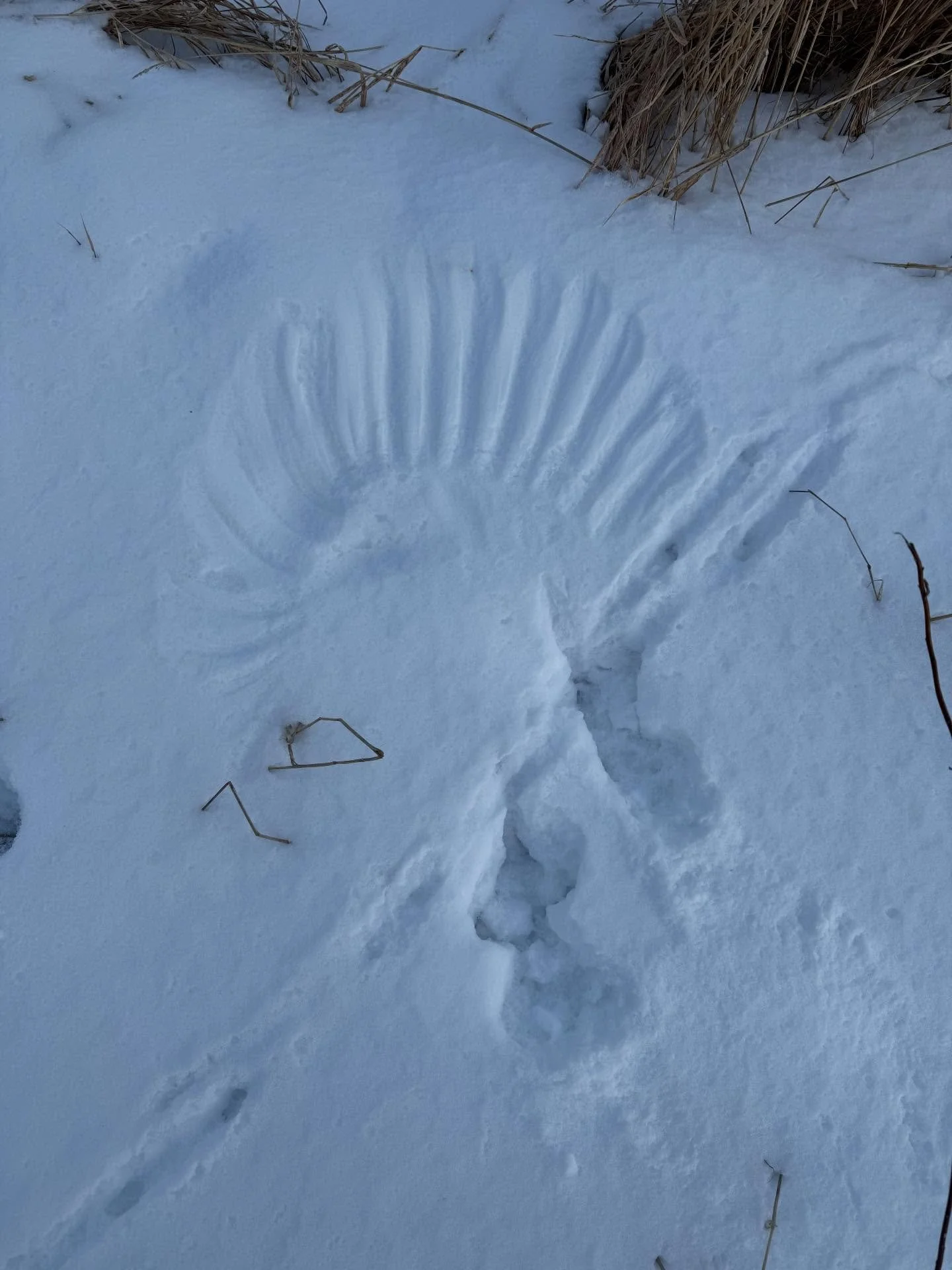 Recent snow stories. You can read more about reading the land in my journal. Link in bio.

#foraging #winterlandscape #flxoutdoors #upstateny #winterwonderland