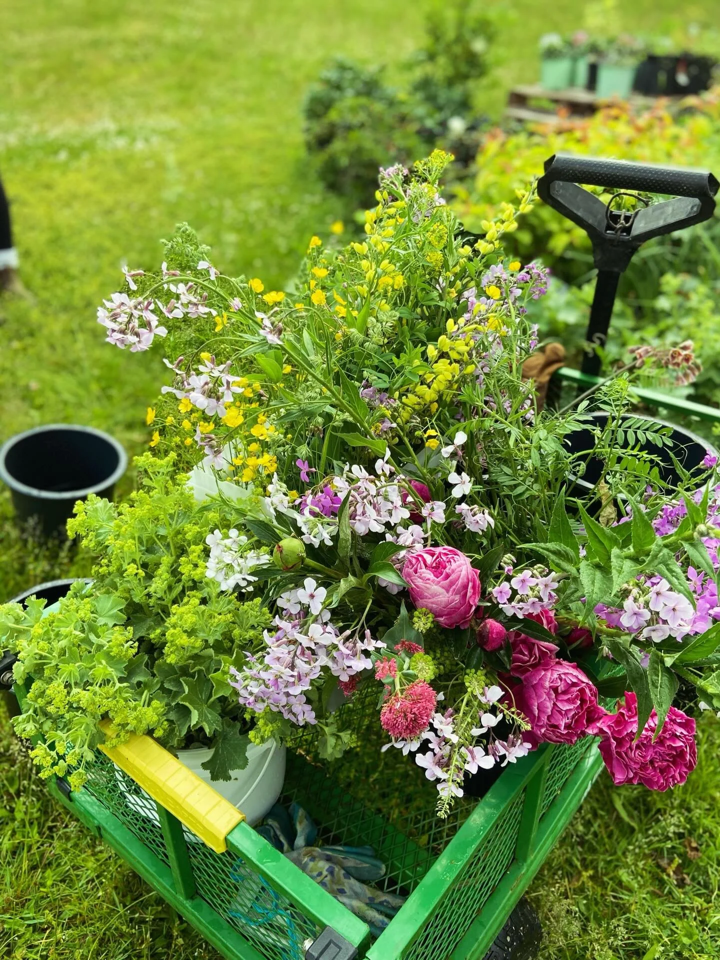 I&rsquo;m not sure about you, but I could use a little of this right now. As the snow continues to fall and the sky remains a dull grey, I&rsquo;m closing my eyes and summoning up images of spring and summer harvest&hellip;

#flowers #spring #springf