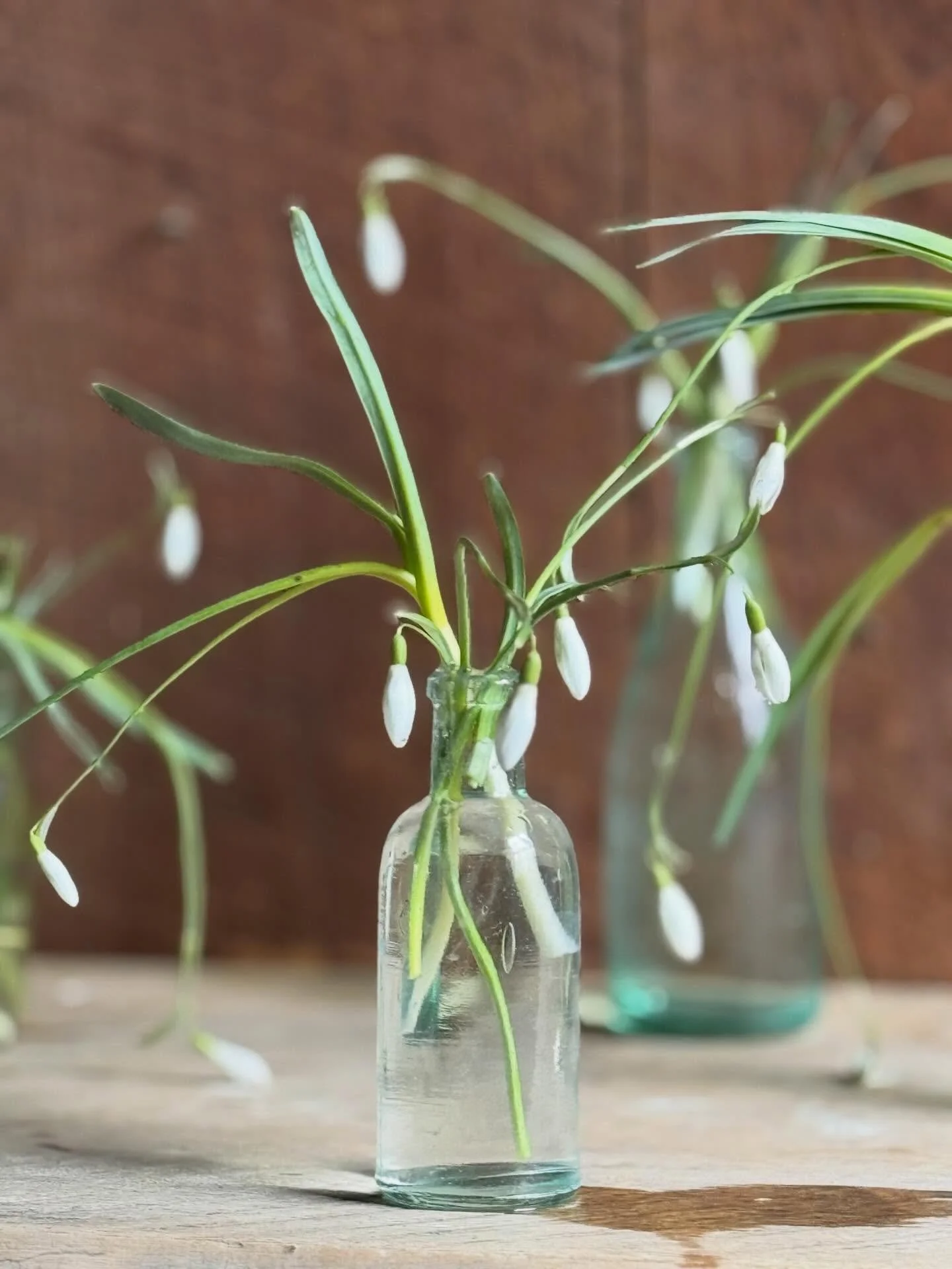 All hail the mini yet mighty Galanthus - or Snowdrop, one of the earliest and daintiest harbingers of spring.  I&rsquo;ll be posting all sorts of hopeful spring pics in the coming weeks, because I think we need them.

#localflowers #springflowers #sp