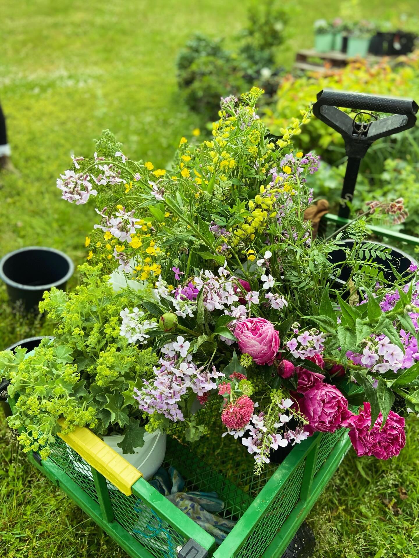 I&rsquo;m not sure about you, but I could use a little of this right now. As the snow continues to fall and the sky remains a dull grey, I&rsquo;m closing my eyes and summoning up images of spring and summer harvest&hellip;

#flowers #spring #springf