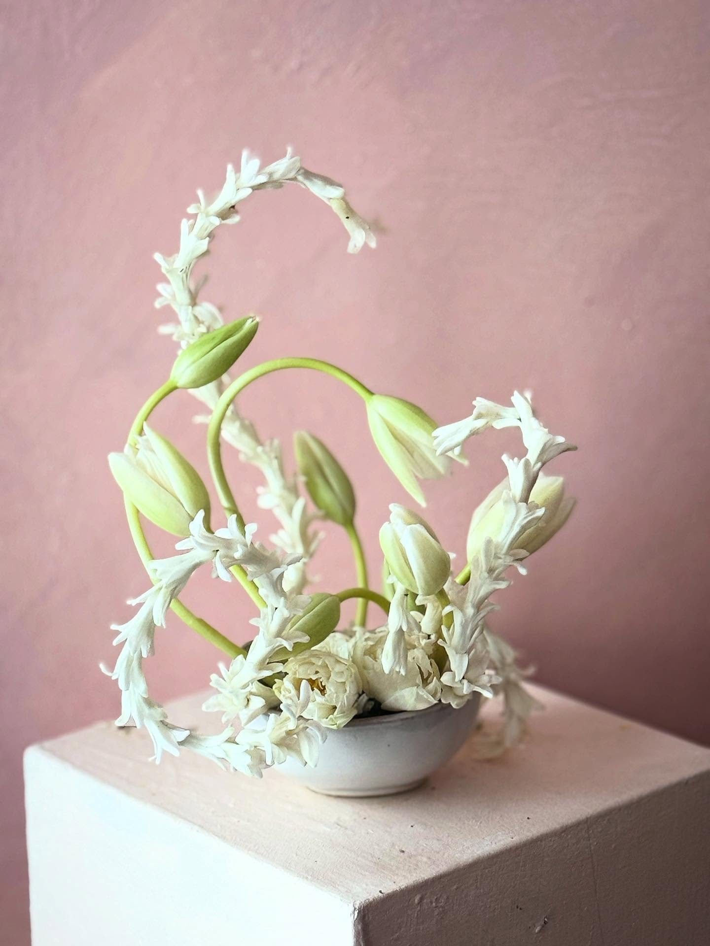 Love is complicated.

#love #valentinesday #weirdflowers #springflowers #forcedflowers