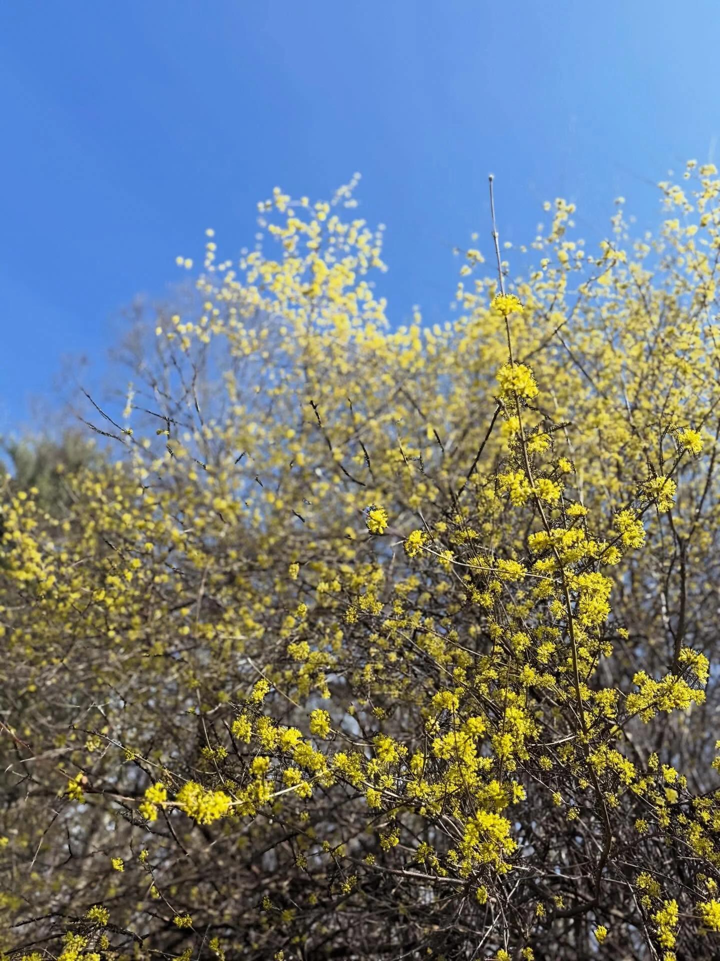 Happy rites of spring, no matter what yours happen to be.

#flx #floweringbranches #floraldesign #localflowers #corneliancherrydogwood