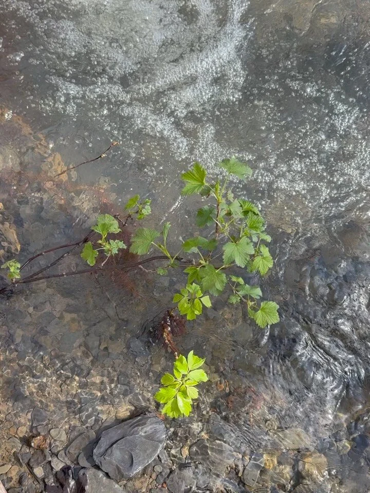 Currant, meet Current. 

#flx  #flxoutdoors #getoutside #gettingwild #foraging