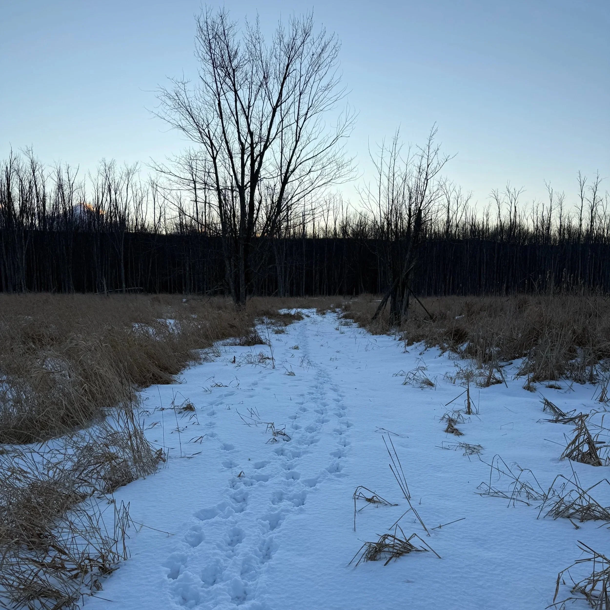 Foraging, Finger Lakes, Slow Flowers, Seasonal Flowers