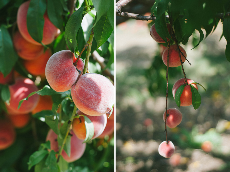 peachharvest2.jpg