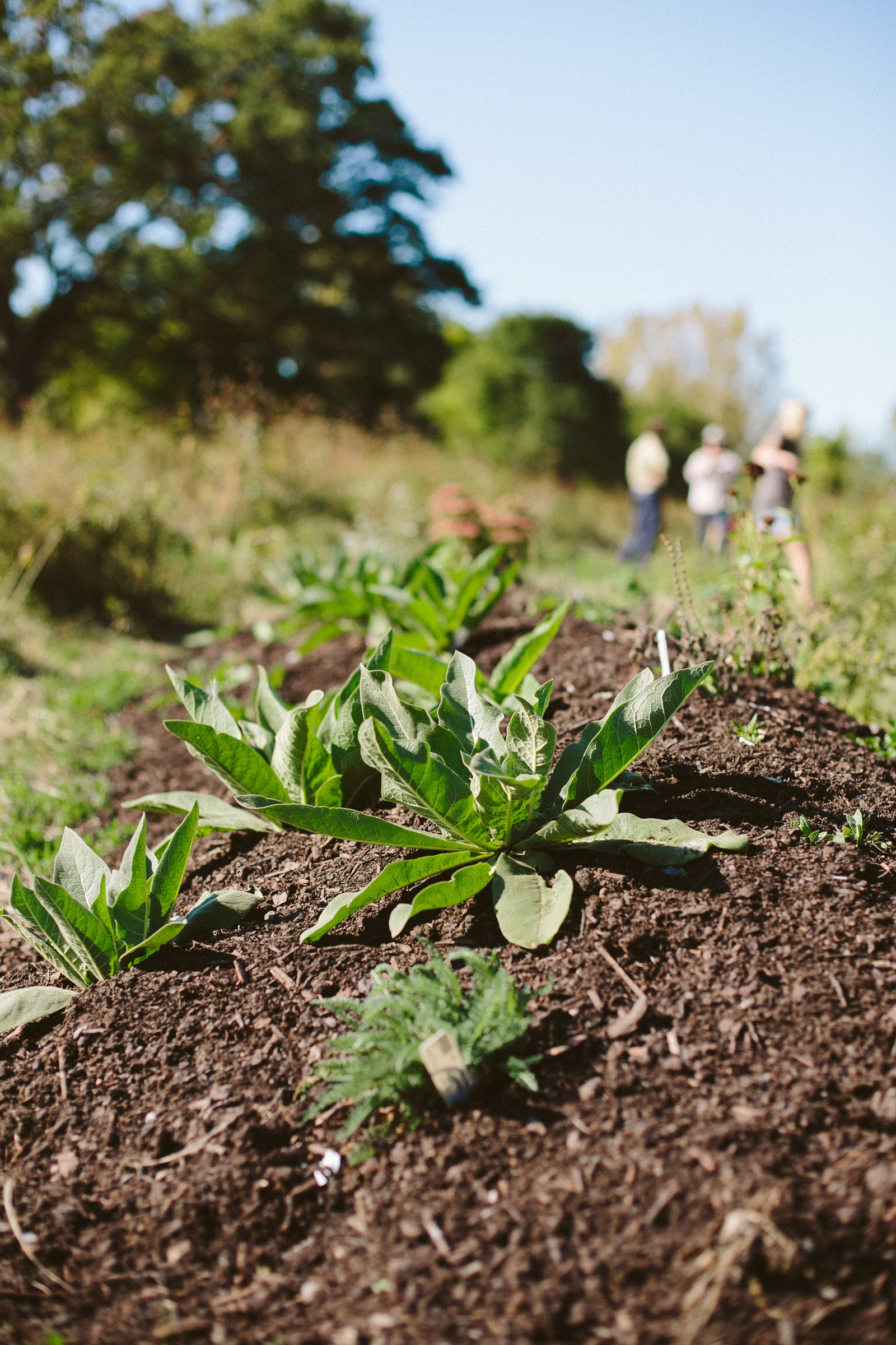 tell-bostonfoodforest-26.jpg