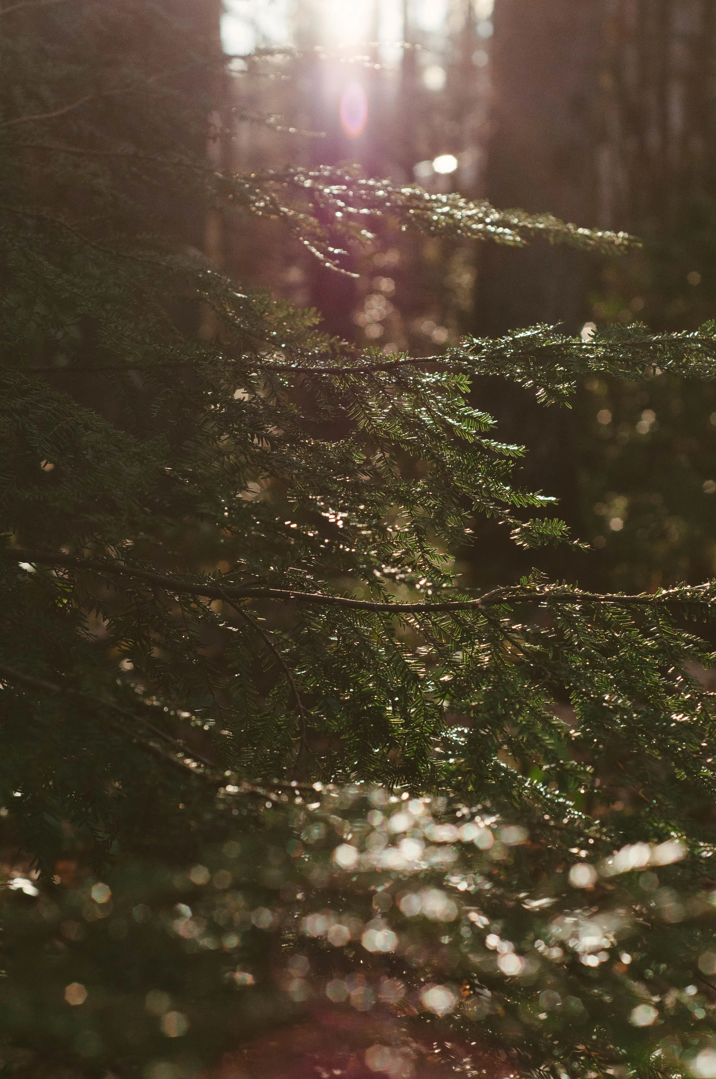 Exploring New England's Parks: Connecticut