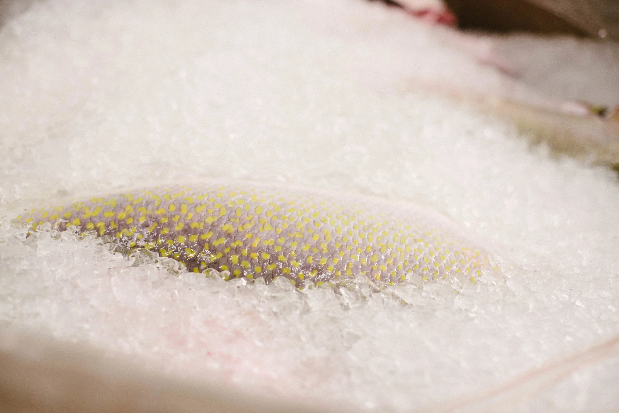 FishMonger-5.jpg