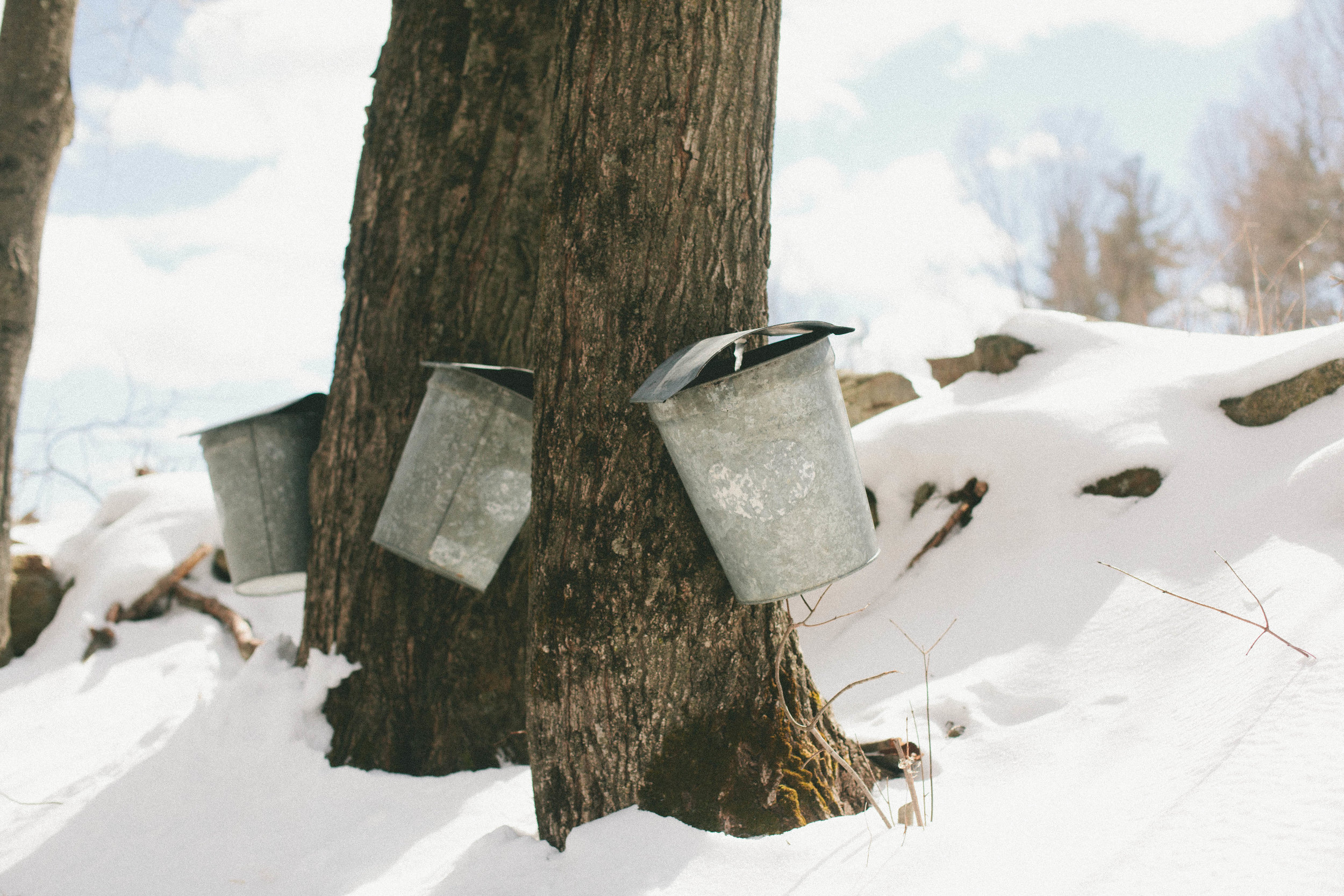Heritage_Maple_Farm_83.jpg