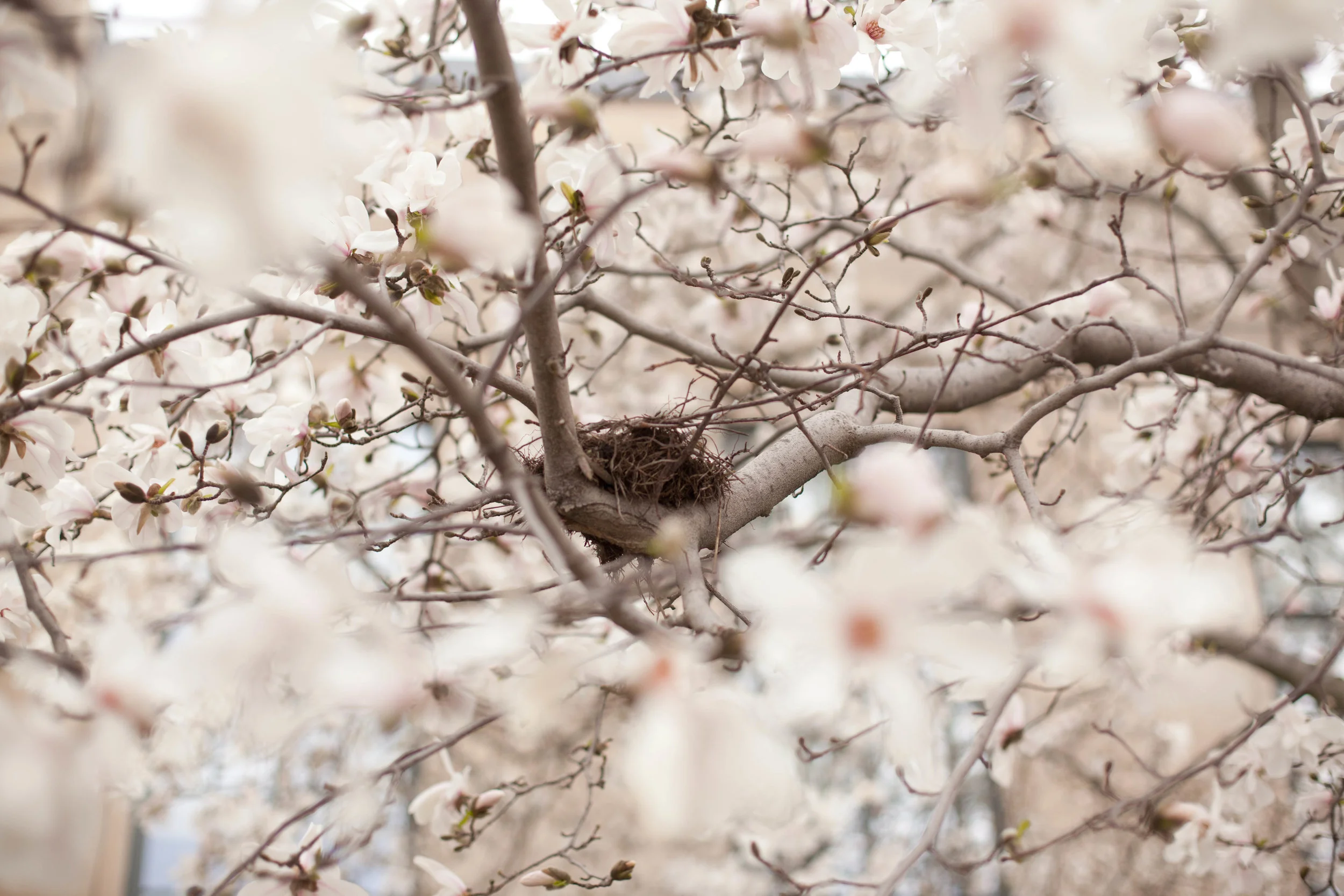 Boston_Boquet_19.jpg
