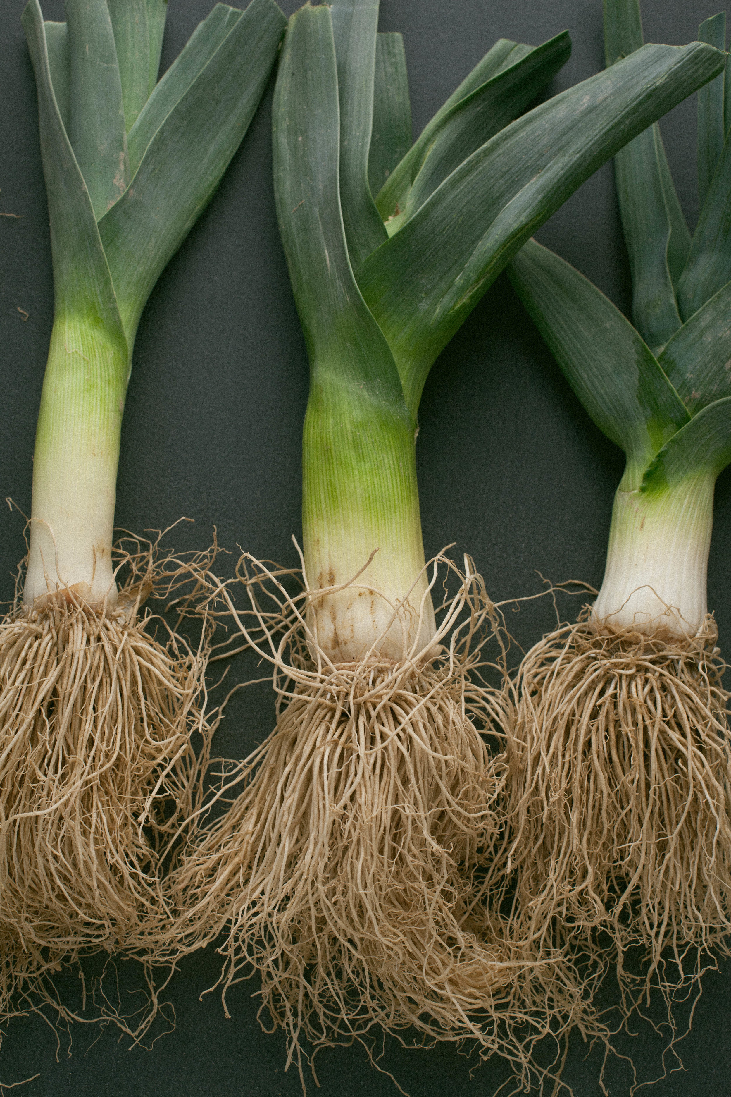 Leek&Fiddlehead_2.jpg