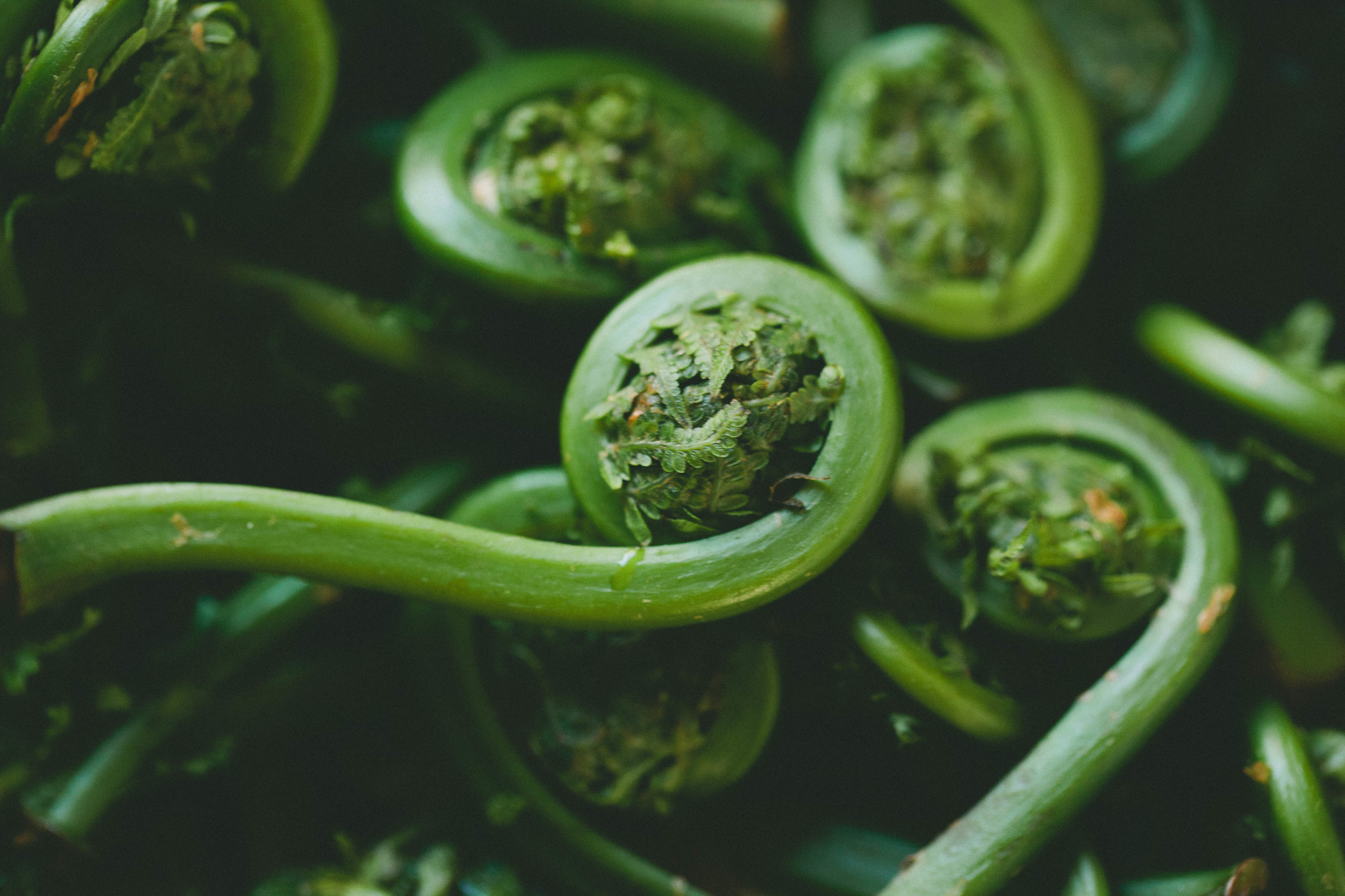 Leek&Fiddlehead_10.jpg