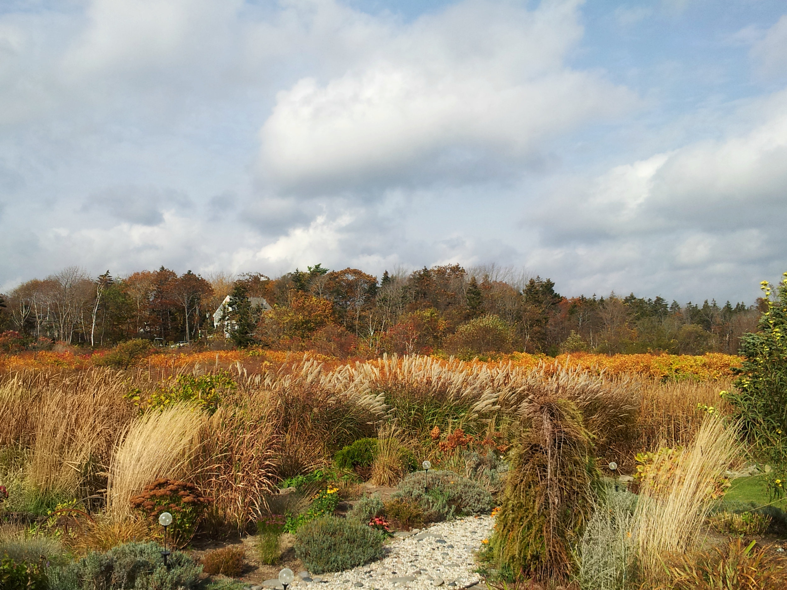 Gardens and Salt Marsh Peaks Island.jpg
