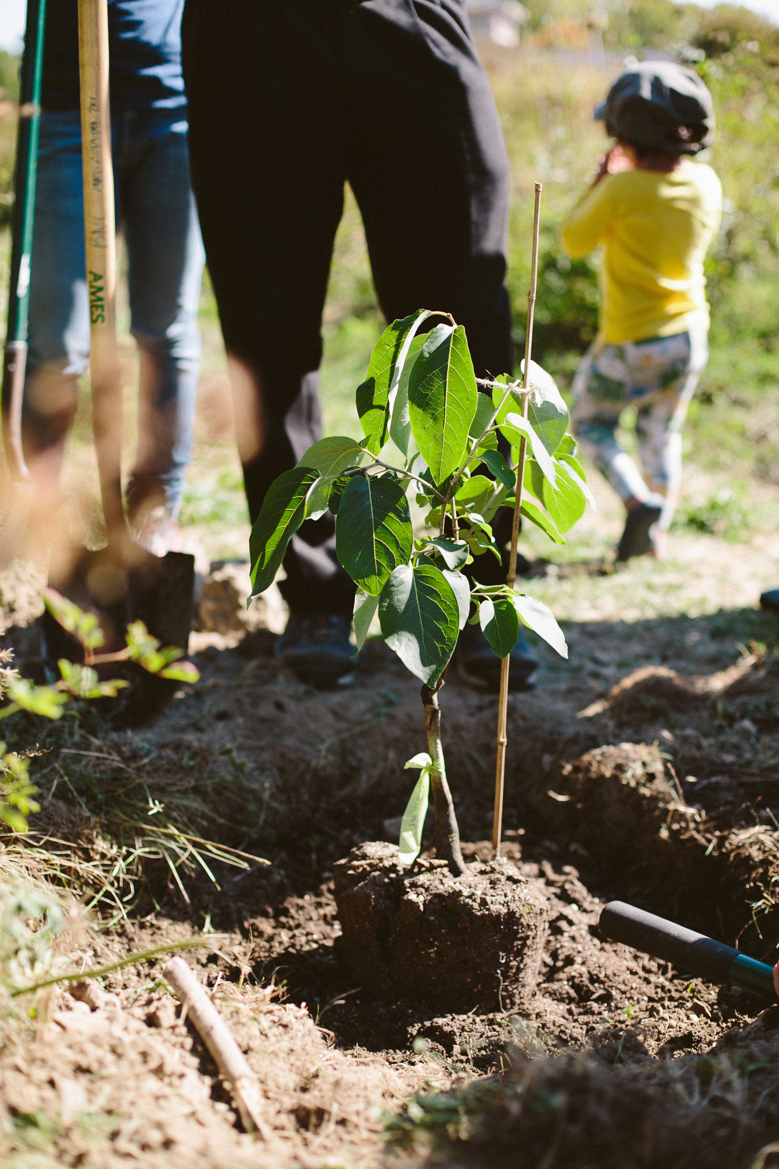 tell-bostonfoodforest-49.jpg