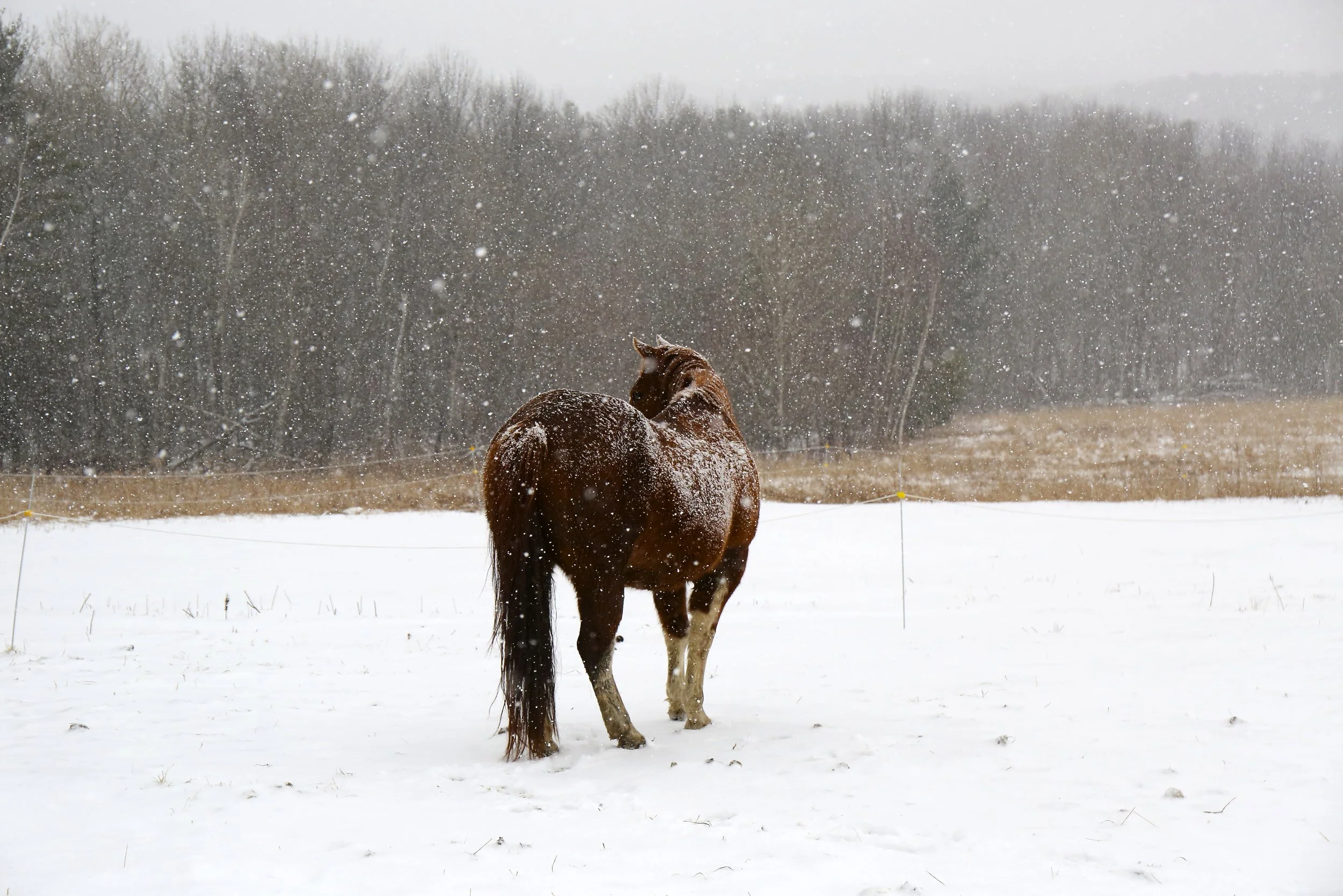 Winter on the Hill